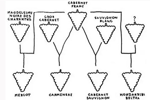 葡萄酒品种之间剪不断理还乱的关系