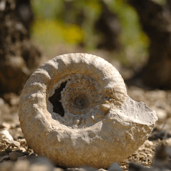 Learn about Chateau Moulin Saint Georges St. Emilion Complete Guide