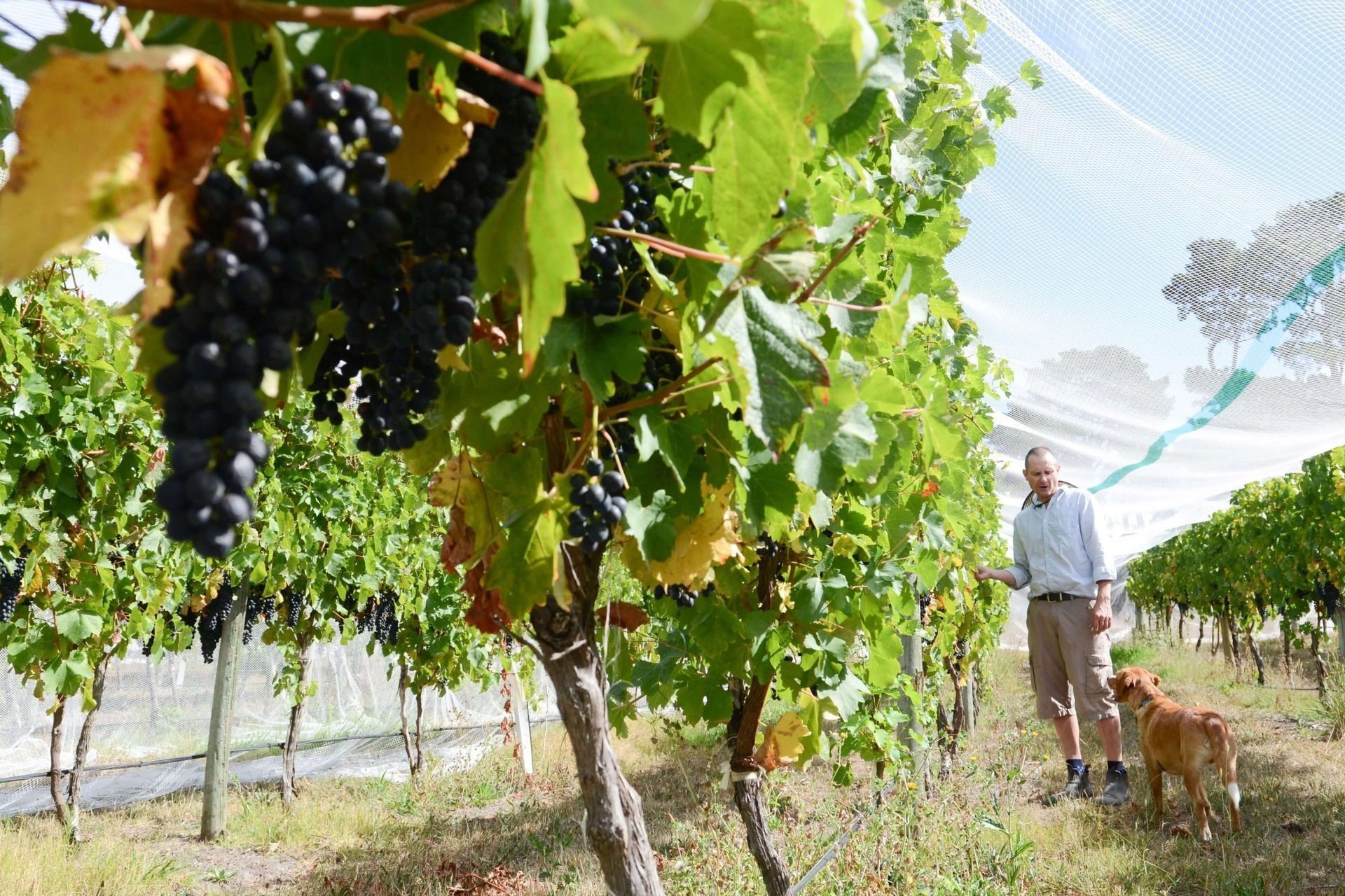 Learn about Chateau Moulin Saint Georges St. Emilion Complete Guide