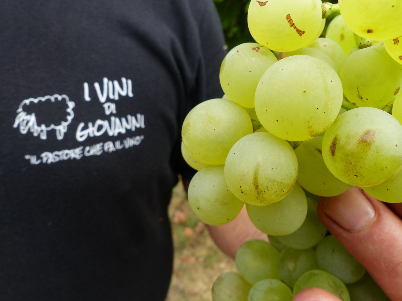 Learn about Chateau Moulin Saint Georges St. Emilion Complete Guide