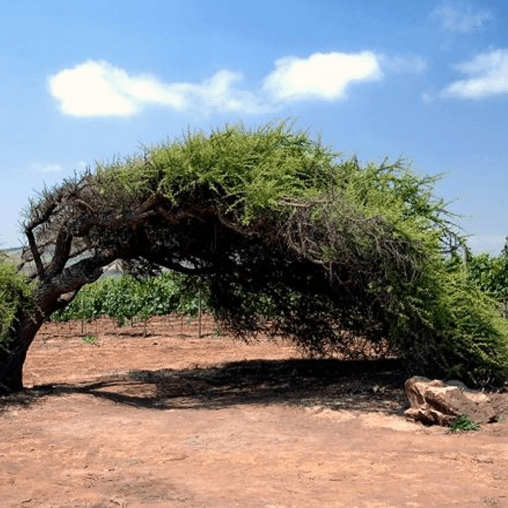 Gandolini "Las 3 Marias" Cabernet Sauvignon, Maipo Valley (Chile), 2013 ...