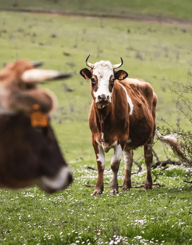 C&ocirc;te-R&ocirc;tie : St&eacute;phane Ogier, l'&acirc;ge de raison