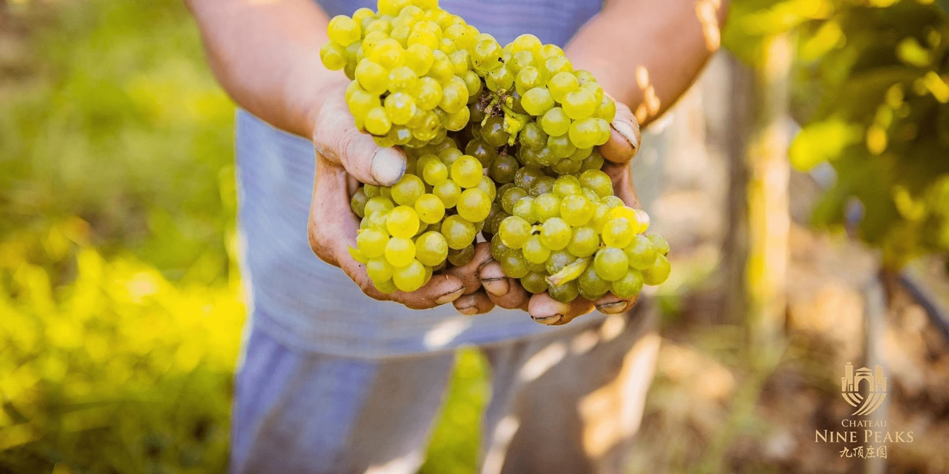 Champagne Alfred Gratien : 595, la premi&egrave;re cuv&eacute;e solera