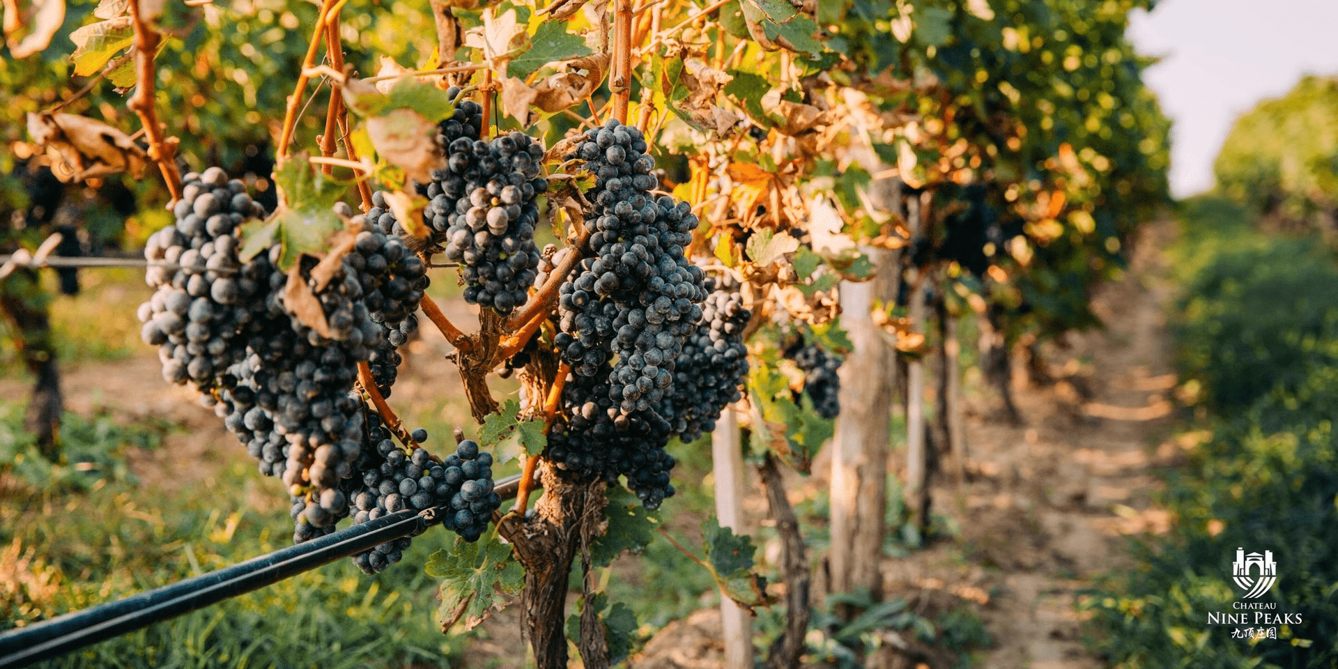 Champagne Alfred Gratien : 595, la premi&egrave;re cuv&eacute;e solera