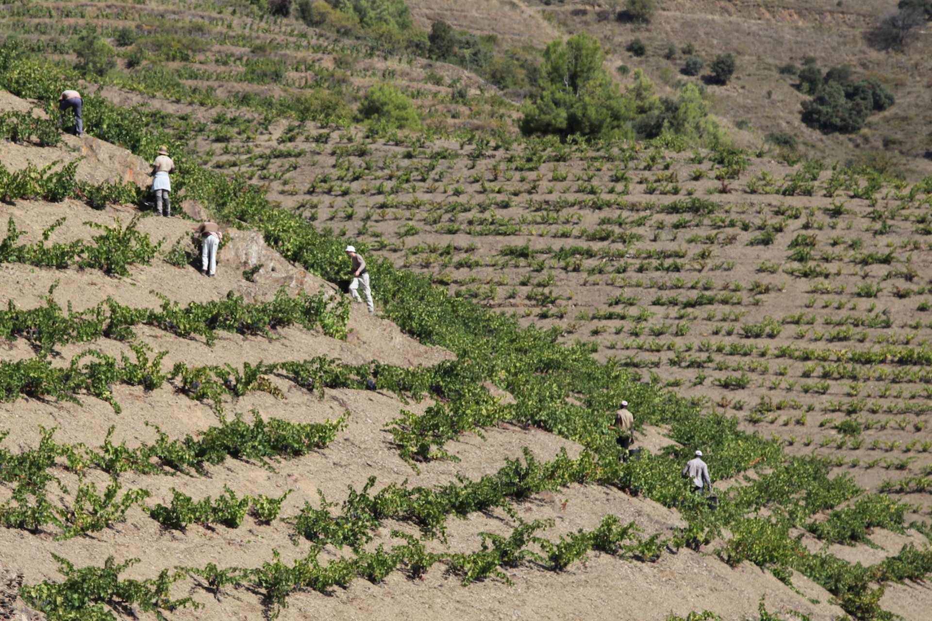 Rượu Vang Pháp Château Pontet Canet 2014
