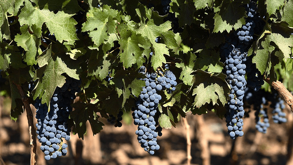 Ch&acirc;teau de Manissy (Tavel) | Provence-Alpes-C&ocirc;te d'Azur Tourisme